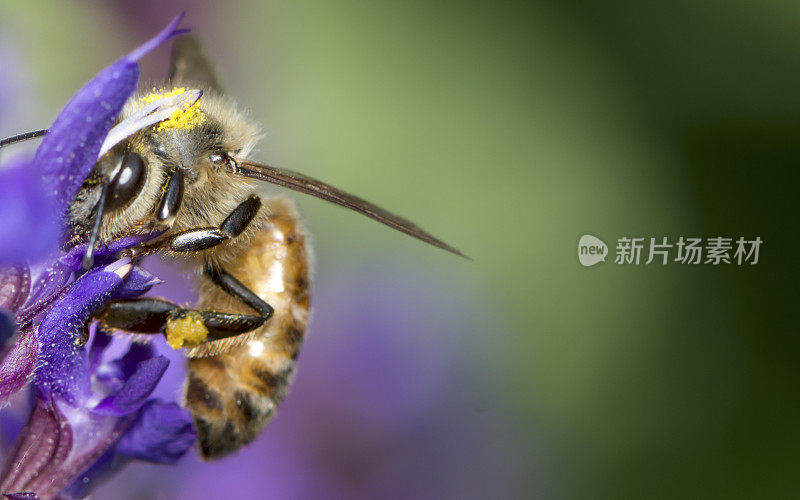 大昆虫蜜蜂(Apis mellifera)在紫色的花